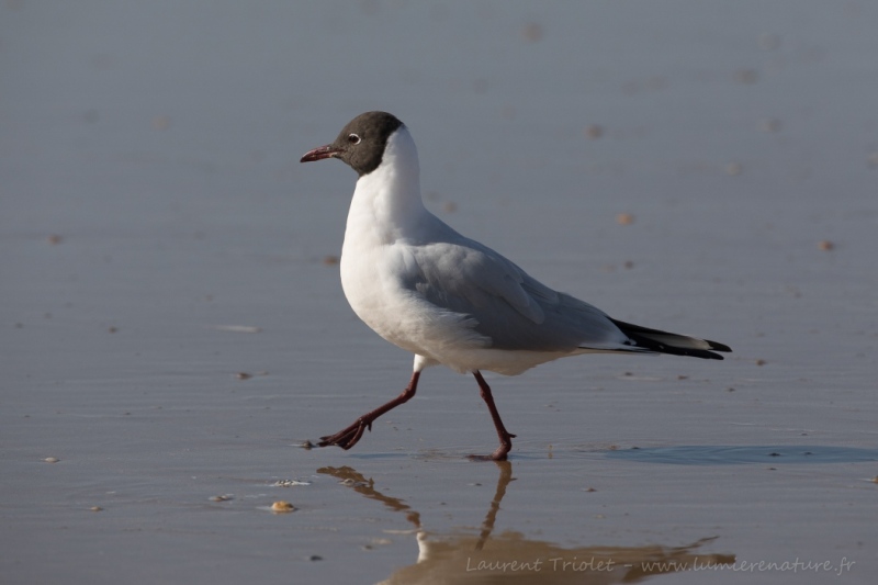 In nuptial plumage