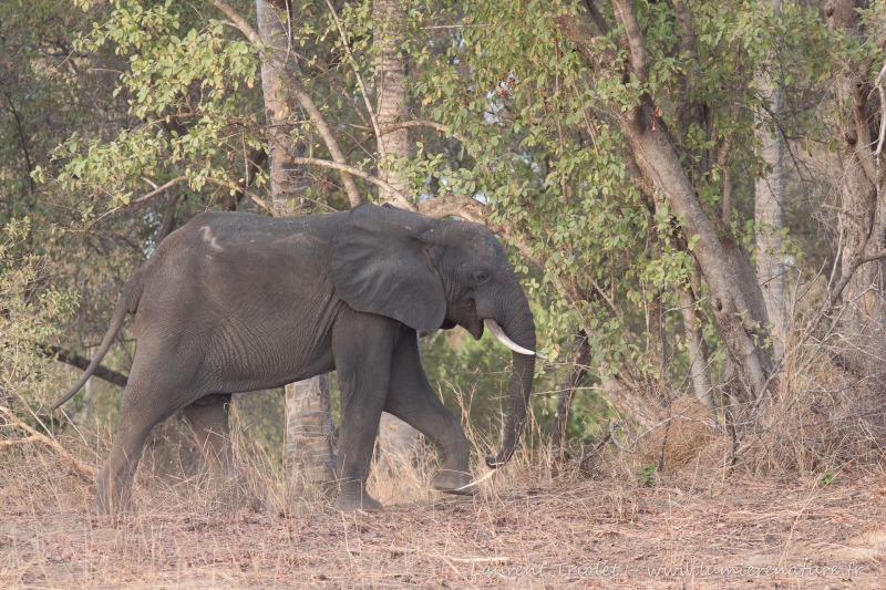 African Savannah Elephant