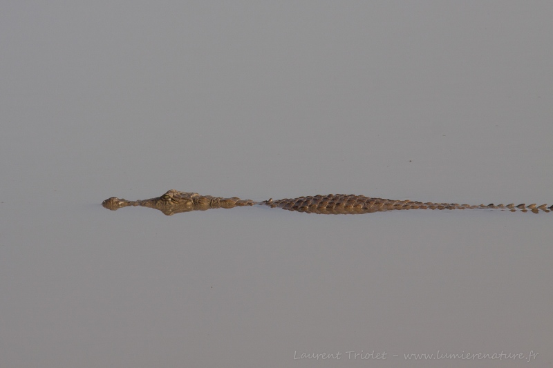 Immobile crocodile