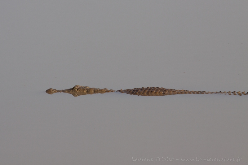 Crocodile immobile