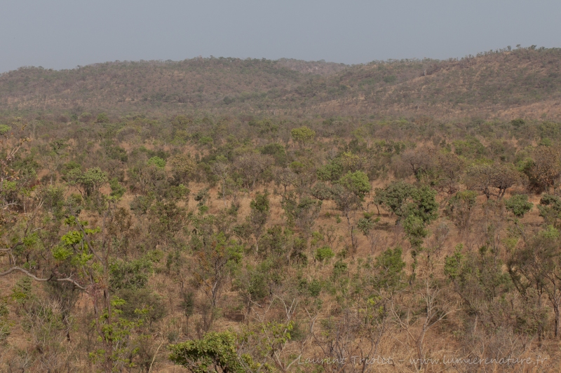 Savane