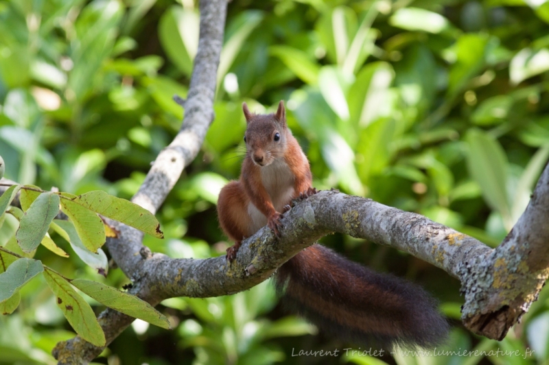 In the walnut tree