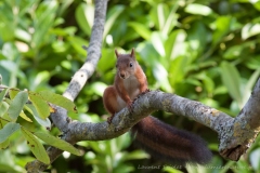 In the walnut tree