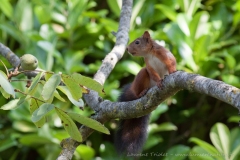One walnut to pick