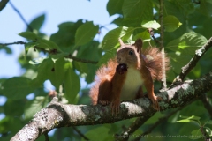 In the cherry tree