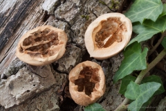 Hollowed-out walnuts
