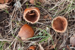 Hollowed-out hazelnuts Hollowed-out hazelnuts